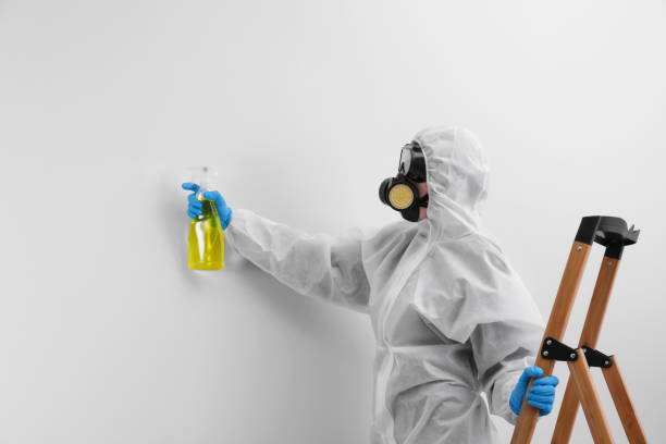 Best Mold Odor Removal Services  in Hastings, MN