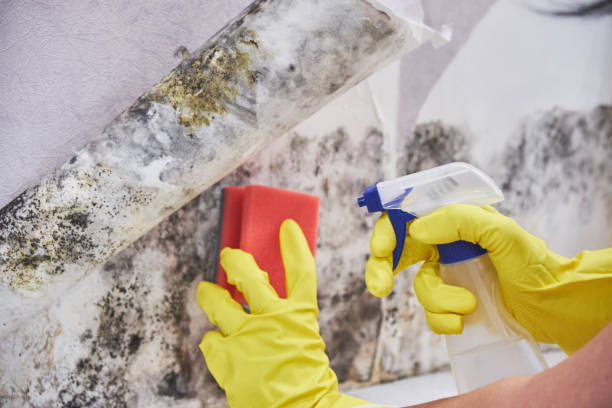 Mold Removal for HVAC Installations in Hastings, MN